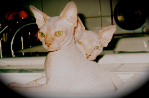 Hairless Sphinx Cat Brothers