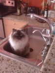 Himalayan Cat Loves to Drink from Faucet