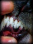 dog incisors crossbite crooked teeth
