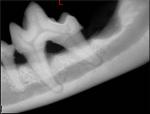 canine molar abscess and grade 3 periodontal disease in a dog
