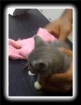 kitten gently towel dried after her first bath
