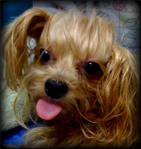 Where Did This Yorkie's Tooth Go? « VirtuaVet