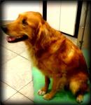4-year old golden retriever search and rescue dog