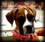 Boxer Puppy in Pink