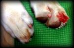 labrador puppy grinds toenails down until they bleed