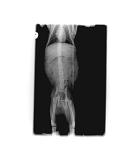 kitten with fractured pelvis x-ray