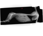 x-ray of broken pelvis in a kitten