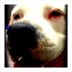 White American Bulldog has red blood collecting under her left eyelid.