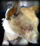 tan chihuahua has his eye surgically removed, and a line of stitches holds the eyelids closed.