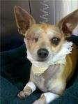 Beautiful tan short-haired 1-year-old chihuahua loses his eye after a car door hits him on the head