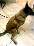 6-year-old black and tan belgian malinois sits with hind leg thrown out to the side