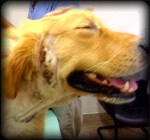 2-Year-Old Golden Retriever Suffers Crusts and Sores under Ear and Around his Neck