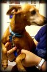 red miniature pinscher dachschund mix folds his ears back nervously at the animal hospital