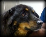 Black and Tan Shaggy Rottweiler mix looks worried