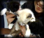 A handful of three four-week old kittens, one cream, and two black with white