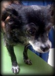 9-year-old black long-haired Chihuahua with big belly waits for her abdominal sonogram