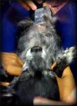 Chihauhua lays on her back and has her grey belly fur clipped for the ultrasound examination