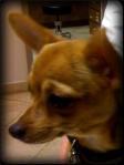 Short hair reddish brown Chihuahua looks worried in the vet office