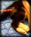 tiny catheter with IV port sticks out the back of a kittens fever, like a demented tail