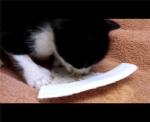 4 week old kitten eats from the triangle end of a spoon dish, a "spish" cut from a paper plate in a pie wedge shape so his paws stay clean while he eats.