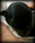 One day old Chihuahua Puppy Dog