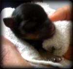 One day old black and tan chihuahua puppy