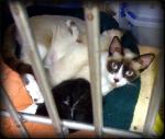 siamese mix mom cat with big blue eyes stares at Doc Truli as she nurses her kittens