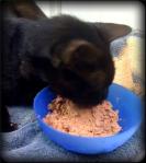 Little Black Short Haired Feline Leukemia Infected Cat