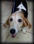 Anastasia, the basset hound, looks up at the camera with a big grin on her face