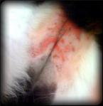 close up of red splotchy, painful rash on a cat's lower abdomen