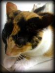 This black, orange, and white calico beauty sits with her ears flicked back.