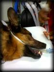 German Shepherd Dog Undergoes Anesthesia for Carnassial Tooth Extraction