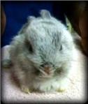 soft grey and silver baby bunny