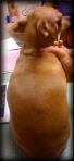 fat back chihuahua