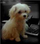 maltese puppy tries her paw at accounting on the adding machine