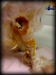 Yellow latex "Penrose" drain inserted through clean extent of wound provides route for infection to drain from this dog bite wound.