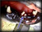 Chihuahua's premolar is sectioned in half at the furcation before the doctor removes the two roots.