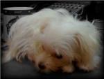 sleepy maltese puppy