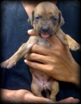 brindle boxer mix pup stands on technician's hand and sticks tongue out at the camera