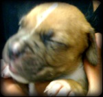 boxer apbt mix pup with white stripe in center of nose