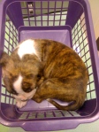 boxer mix puppy in a weight basket