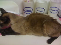 Dehydrated Siamese Cat with fur sticking up on his back