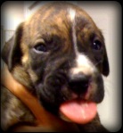 Brindle Boxer Mix Pup with irregular white stripe on nose, black face, sticks red tongue out at the doctor!