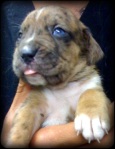Blue eyes have not changed to brown yet in this 4-week old boxer-pit bull mixed breed puppy