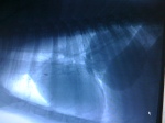 Negative Contrast of a dog chest x-ray looks all blue and shaded.  A large, ominous black round area to the right on the picture represents the chest tumor