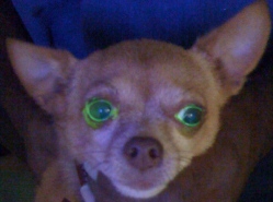 fluorescein dye eye test equals green glow around eyes in a reluctant chihuahua