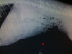 X-ray of a dog abdomen showing white spleen and liver to the left and black bubbles of normal gas in the intestines to the middle and left.