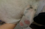 Perfectly circular pink, bald, itchy spots on a dog's ear pinna, or ear flap.