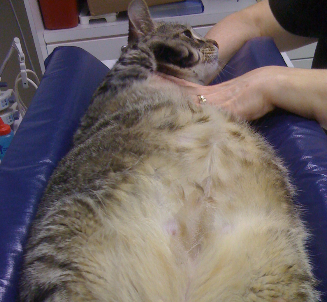 Fat Ragdoll Cat 113
