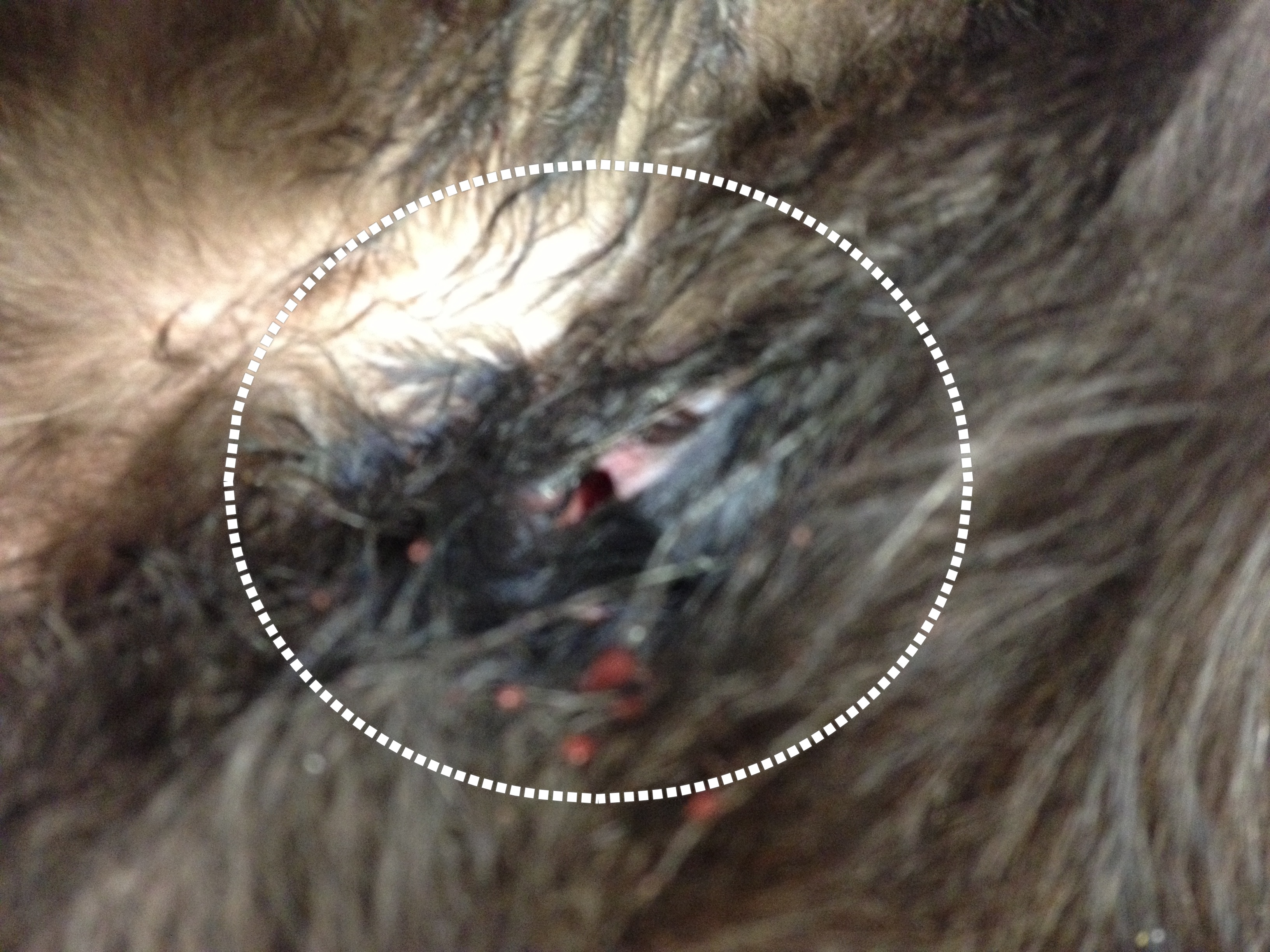 Symptoms of Cat Fleas, Can Cat Fleas Bite Humans?